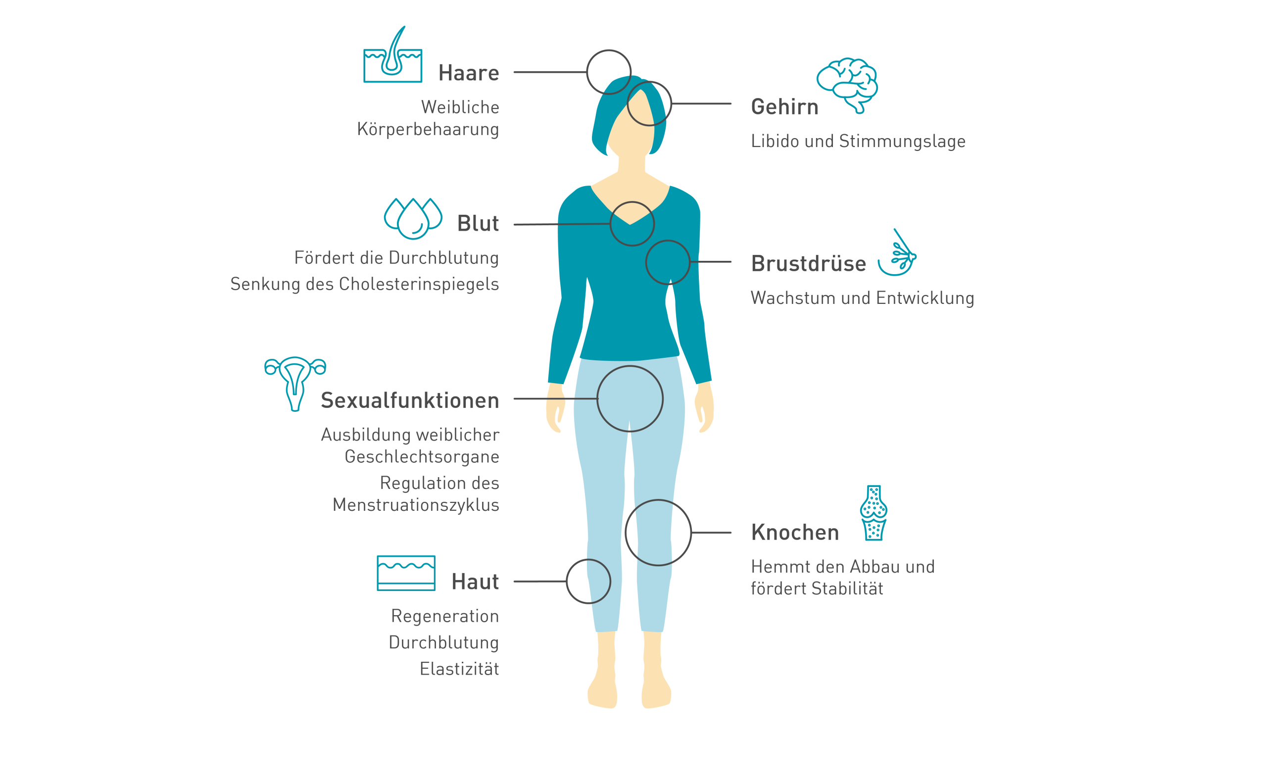 wechseljahre-verstehen.de | Übersicht der Funktionen der Östrogene im Körper
