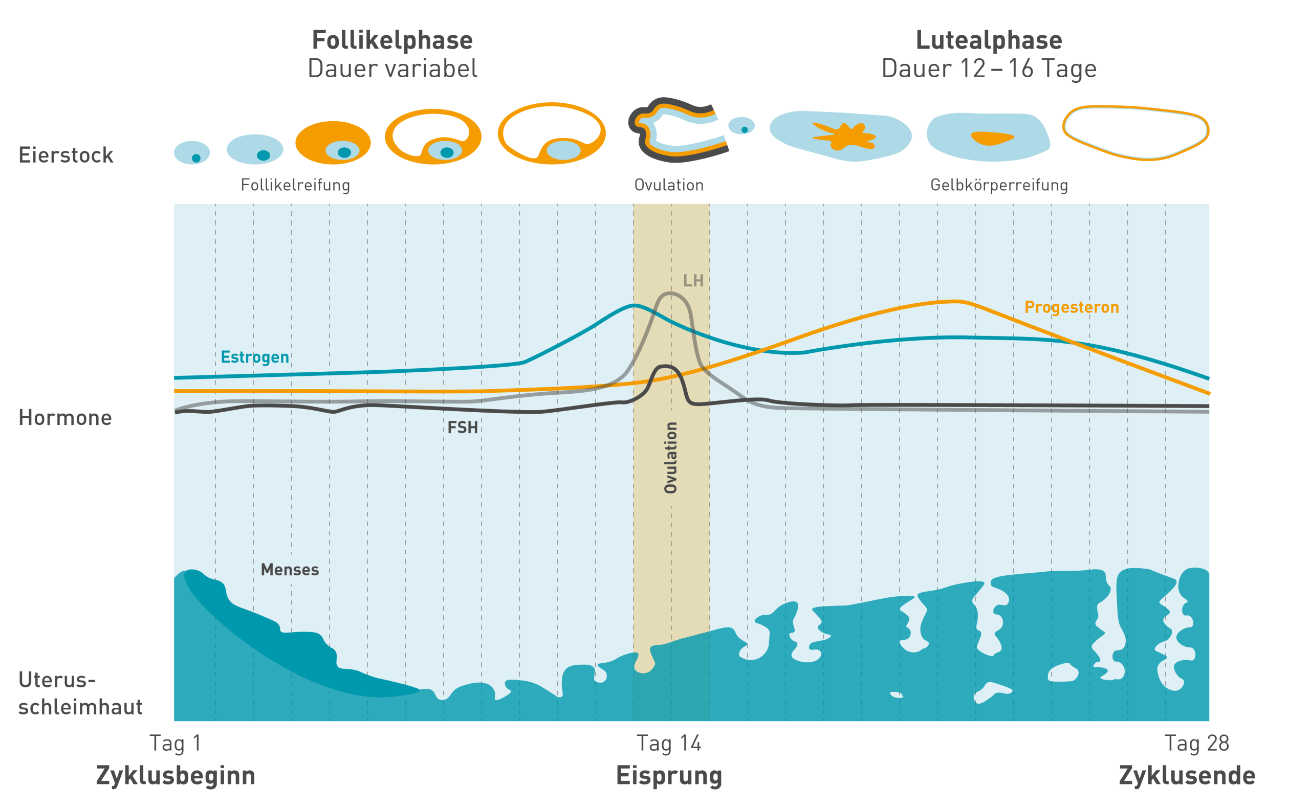wechseljahre-verstehen.de | Der Ablauf des weiblichen Zyklus